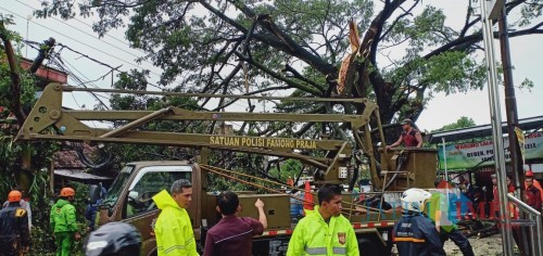 Petugas mengevakuasi pohon tumbang akibat hujan disertai angin kencang.(Foto : Team BlitarTIMES)