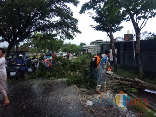Petugas saat menebang pohon yang tumbang setelah diterjang musibah angin kencang (Foto : PMI Kabupaten Malang for MalangTIMES)