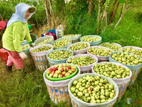 Petani saat menata hasil panennya di Desa Bulukerto, Kecamatan Bumiaji. (Foto: Irsya Richa/MalangTIMES)