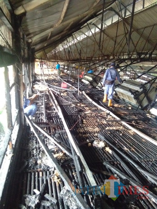 Kondisi kandang ayam milik PT Japfa Comfeed sesaat setelah insiden kebakaran terjadi. (Foto : PPBK Kabupaten Malang for MalangTIMES)