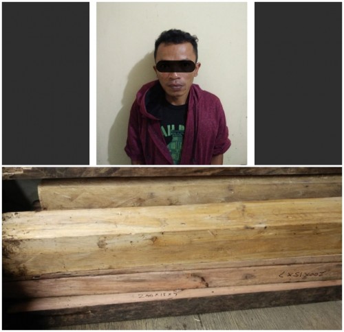 Tersangka Wiji diamankan pihak Polsek Tirtoyudo bersama barang bukti 15 batang kayu.