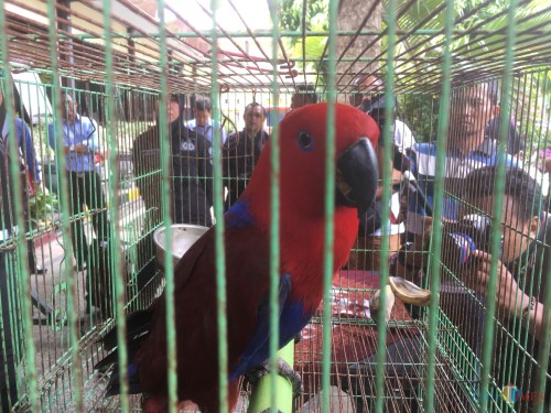 Hasil Penyidikan Polisi Papua Menjadi Penyuplai Perdagangan Satwa Dilindungi Jatim Times