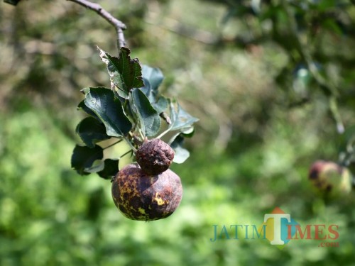Buah apel yang membusuk di Desa Bulukerto, Kecamatan Bumiaji.