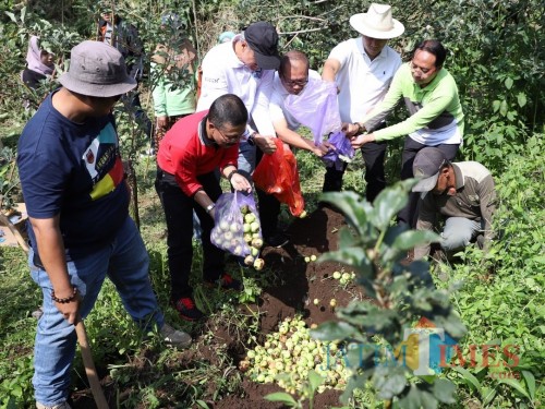 Wakil Wali Kota Batu Punjul santoso (kaos merah) saat menumpahkan apel terkena busuk buah di lahan salah satu warga di Desa Bulukerto, Kecamatan Bumiaji.