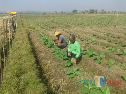 Budiono dan petani di Kecamatan Selopuro tetap tekun bertani tembakau Selopuro varietas lokal khas Blitar