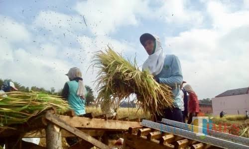 Salah satu petani saat memanen padi di Desa Pendem beberapa saat lalu. (Foto: Irsya Richa/MalangTIMES)