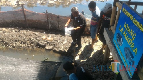 Tebar Bibit Ikan Nila Kelompok Budidaya Ikan Ujung Samudra Banyuwangi Nurhadi Banyuwangi Jatim TIMES