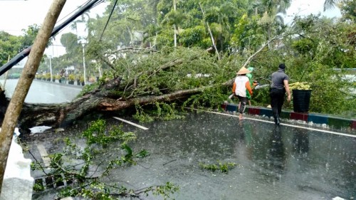 Petugas saat akan membersihkan pohon tumbang di Jalan Panglima Sudirman, Desa Pesanggrahan, Kecamatan Batu, Sabtu (28/3/2020). (Foto: istimewa)
