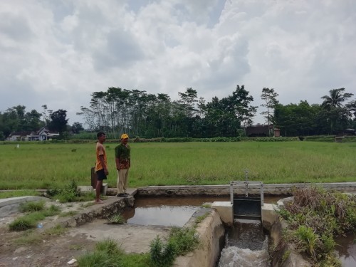 Petani Jatikerto saat memperlihatkan sawahnya yang dirusak tikus dan membuat mereka meminta bantuan tingkat Kabupaten (dd nana)