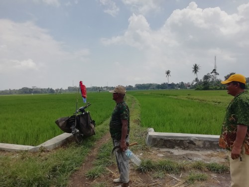 Petani Desa Jatikerto saat menatap persawahannya yang rusak oleh tikus dan membuat gagal panen (dd Nana)