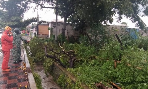 Petugas usai memotongi pohon di Jalan Dewi Sartika, Kecamatan Batu. (Foto: istimewa)