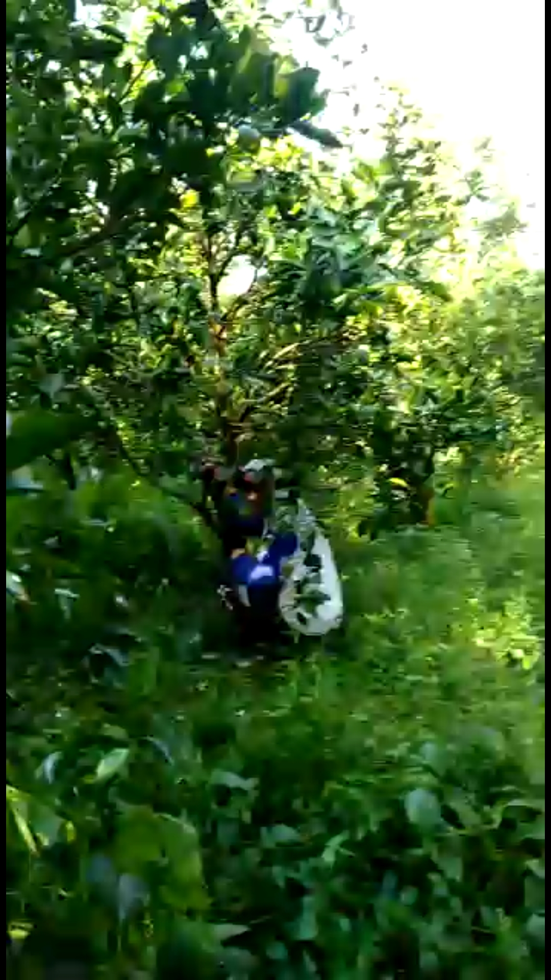 Lowongan Tukang Kebun Malang : Lowongan Pekerjaan Packing Kab Jepara