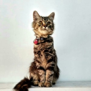 Gambar Ilustrasi Memelihara Hewan Kesayangan