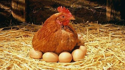 Ilustrasi ayam mengerami telur. (Foto: istimewa)