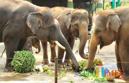Beberapa gajah saat makan buah dan sayur di Batu Secret Zoo sebelum pandemi Covid-19. (Foto: Irsya Richa/MalangTIMES)