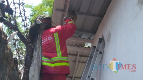 Petugas PMK Kabupaten Malang saat berupaya mengevakuasi sarang tawon jenis Vespa Affinis (Foto : PPBK Kabupaten Malang for MalangTIMES)