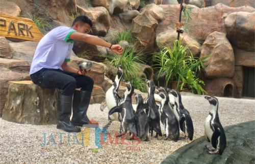 Petugas saat memberikan pakan kepada Penguin Hemboldt di Eco Green Park. (Foto: Irsya Richa/MalangTIMES)