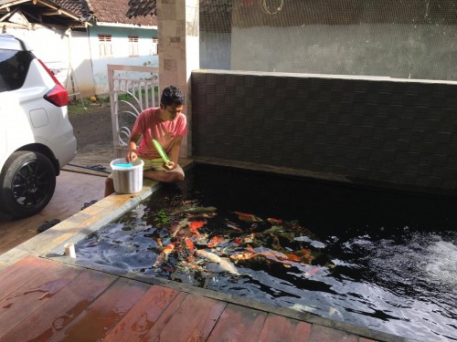 Robbi Readi saat memberi makan ikan Koi peliharaannya (Ist)