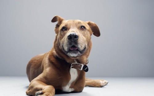 Anjing (Foto: Subaru)