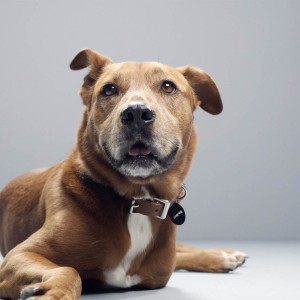 Benarkah Anjing Bisa Endus Bau Virus Covid 19 Ini Penjelasan Ahli Riset Finlandia Jatim Times