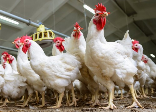 Riset Kapsul Bayam Dan Kunyit Dapat Tingkatkan Kualitas Daging Ayam Broiler Jatim Times