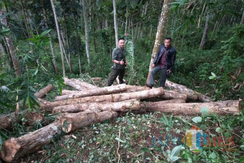 Polisi mengamankan kayu jati yang dicuri sebagai barang bukti.(Foto : Aunur Rofiq/BlitarTIMES)