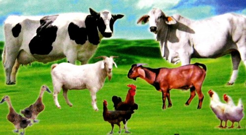 Ilustrasi hewan ternak (Foto: blogspot)