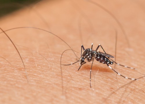 Nyamuk Aedes Aegepty. (Foto: Aetra)