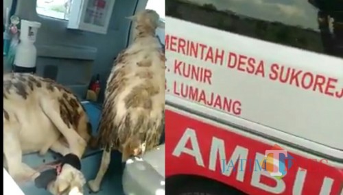 Dua ekor kambing dalam ambulance desa SUkorejo Kecamatan Kunir (Foto : Moch. R. Abdul Fatah / Jatim TIMES)