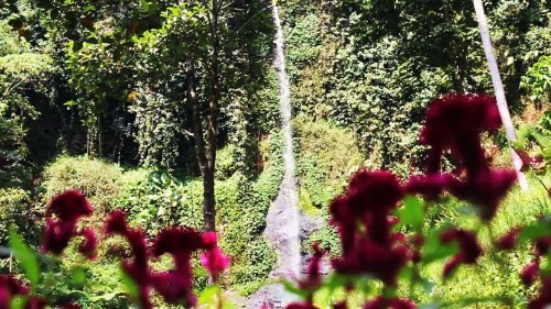 Penampakan Coban Sadang Alas Pujon, ibarat gadis cantik berambut panjang. (Foto: MalangTIMES)