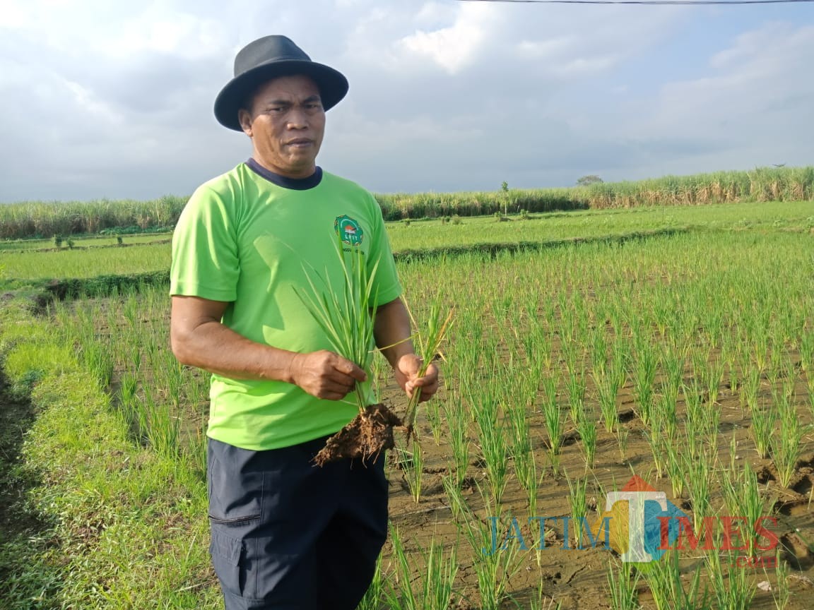 Virus Tungro Ancam Petani Jember Gagal Panen Jatim Times