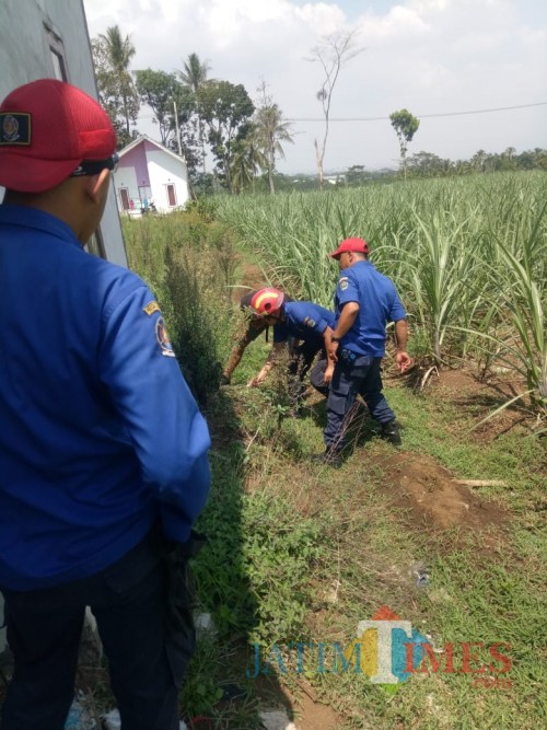 Petugas saat berupaya mengevakuasi ular berbisa yang masuk ke pemukiman warga (Foto : PPK Kabupaten Malang for MalangTIMES)