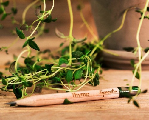Sprout Pencil yang bisa ditanam. (Foto: instagram @sproutworldofficial).