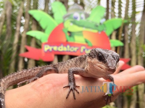 Salah satu koleksi kadal di Predator Fun Park. (Foto: Irsya Richa/MalangTIMES)