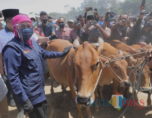 Gubernur Jatim Khofifah ketika di pasar hewan Tanah Merah