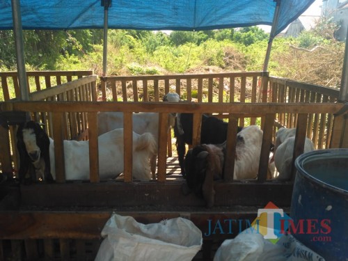 Omset Pedagang Kambing Anjlok (Foto: Bram / Jatim Times)