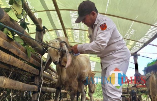 Salah satu orang saat melakukan pemeriksaan pada hewan kurban beberapa saat lalu (Foto: Irsya Richa/ MalangTIMES)