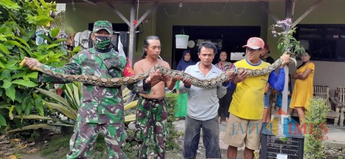 Sertu Hadi Sukowiyono menangkap ular piton