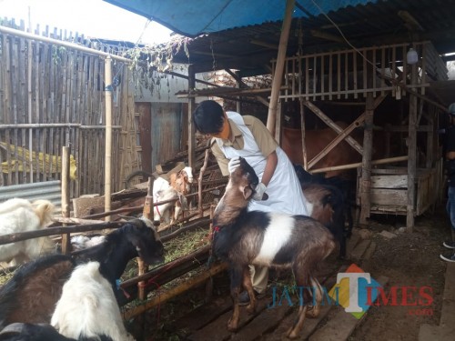 Tim Kesehatan Dinas Ketahanan Pangan dan Peternakan Sumenep saat Melakukan Pemeriksaan Kesehatan Hewan Kurban (Foto: Syaiful Ramadhani/Sumenep Jatim Time)