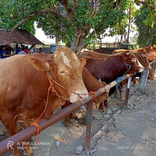 Suasana aktivitas pasar hewan Ngawi