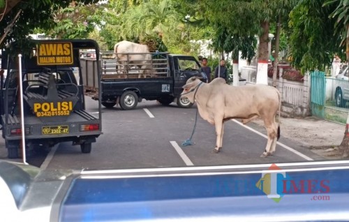 Sapi mengamuk di Kota Blitar sempat menimbulkan kepanikan warga.(Foto : Aunur Rofiq/BlitarTIMES)