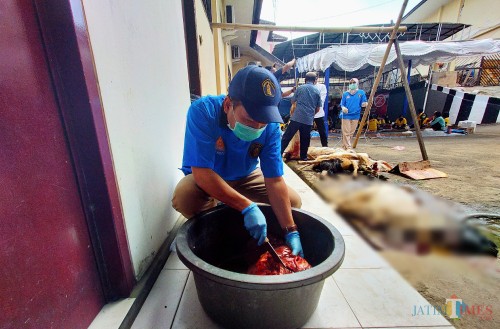 Dokter hewan UB yang mengecek organ hati sapi yang telah disembelih di Polresta Malang Kota (Anggara Sudiongko/MalangTIMES)