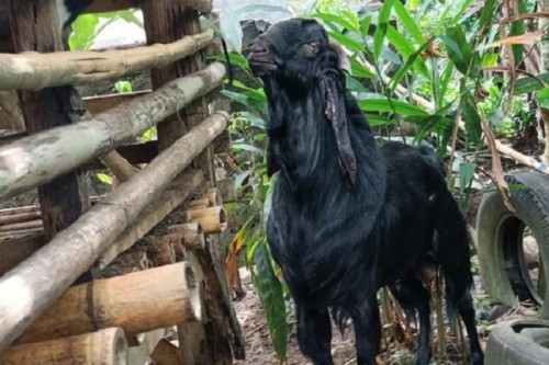 Kambing berbau pandan (Foto: detik.com)