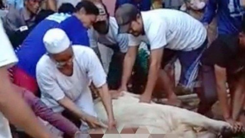 Guru ngaji meninggal saat sembelih sapi kurban (Foto: Kompas.com)