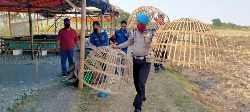 Anggota Polsek Plandaan saat melakukan penggerebekan judi sabung ayam di area persawahan Desa Purisemanding. (Istimewa)