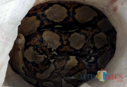Ular piton yang menghebohkan warga lantaran tiba-tiba melintas dan melilit kabel listrik di Klojen. (Anggara Sudiongko/MalangTIMES)