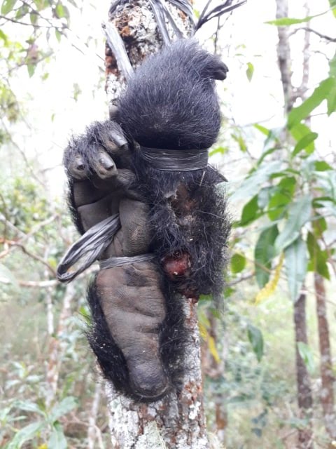 Potret barang bukti (lutung jawa) yang hanya tersisa kedua tangan sedang digantung di pohon, Selasa (11/8/2020) / (istimewa)