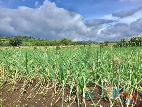 Pertanian bawang prei di Desa Torongrejo, Kecamatan Junrejo. (Foto: Irsya Richa/MalangTIMES)