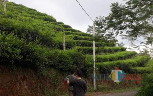 Pengunjung menikmati udara segar Kebun Teh Nglinggo.