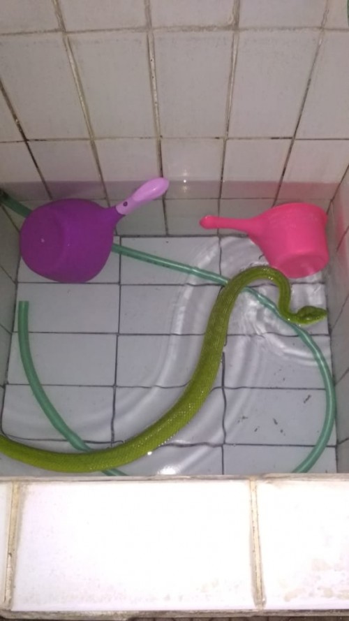 Ular hijau ekor merah yang masuk ke bak kamar mandi rumah warga di Merjosari. (Ist)